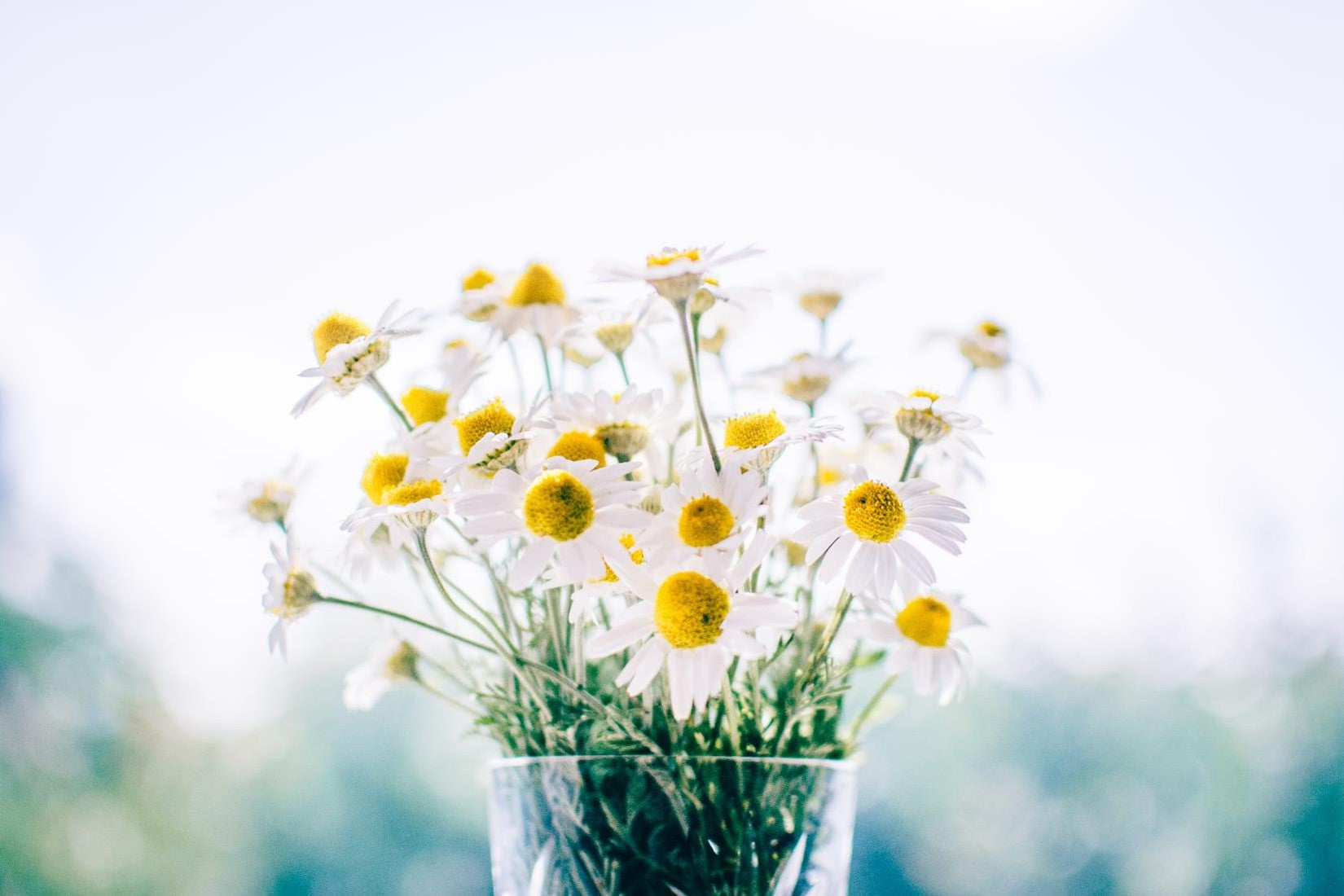 8 things you should know about chamomile