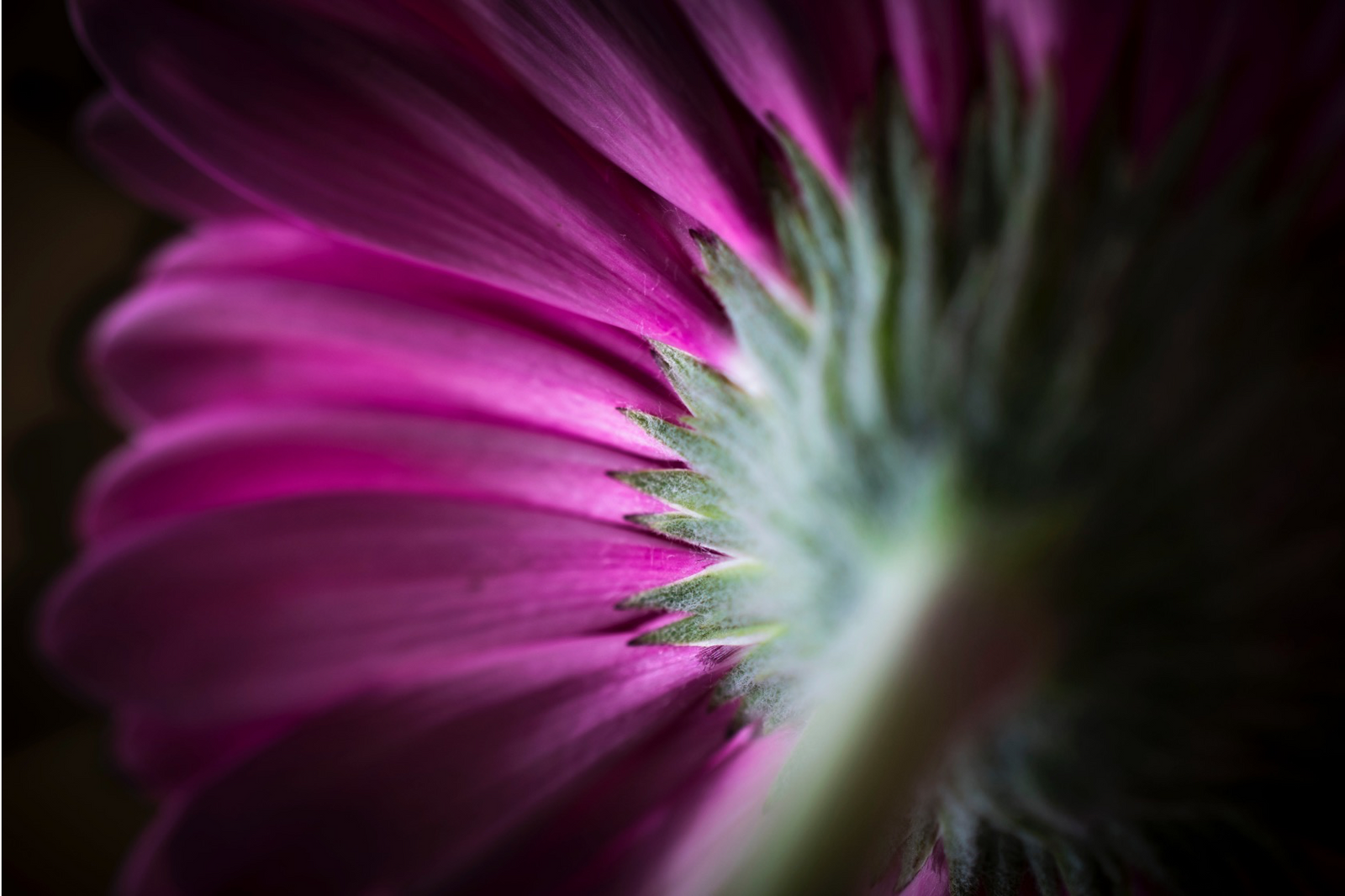 Can’t sleep at night? Anxious? Try Passionflower.