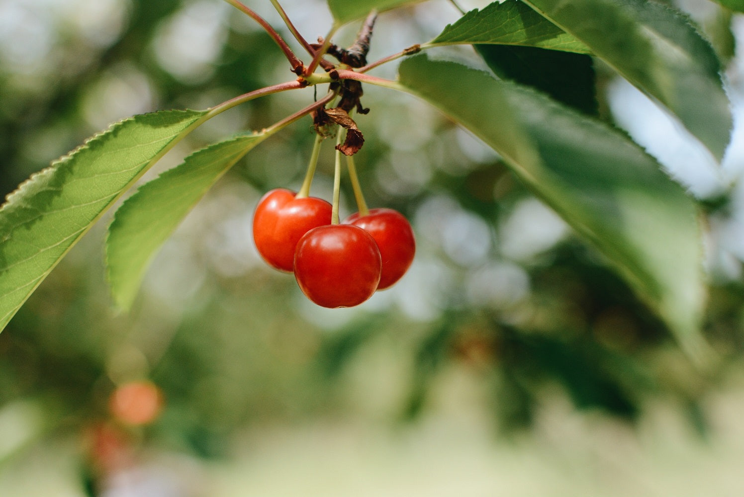 Tart cherry benefits