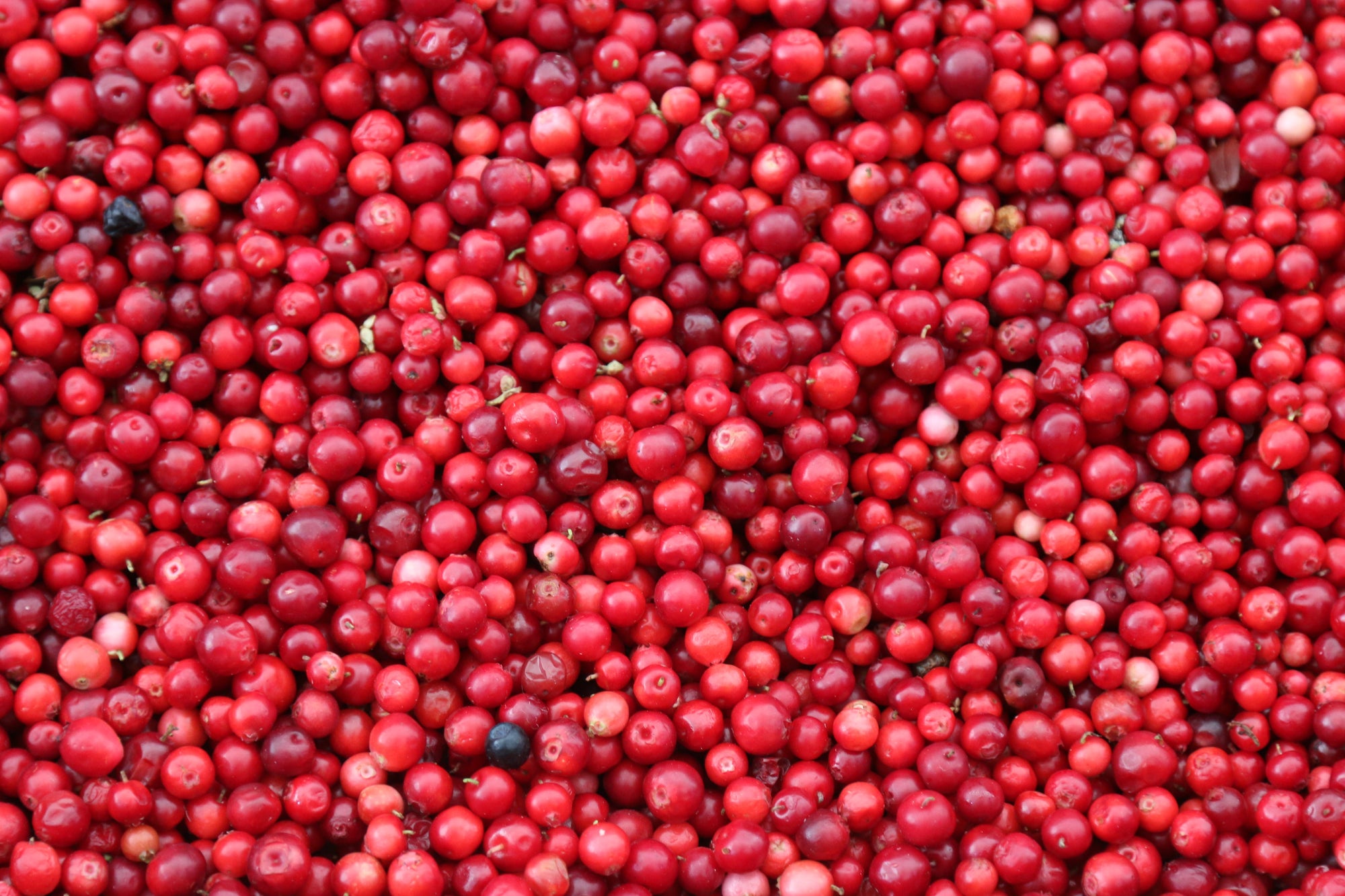 Cranberries with d-mannose